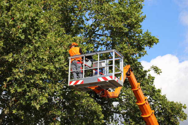 Best Storm Damage Tree Cleanup  in Sargent, TX