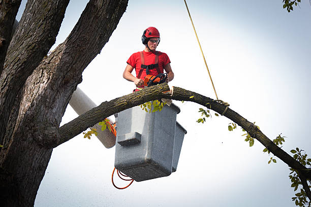 Best Root Management and Removal  in Sargent, TX